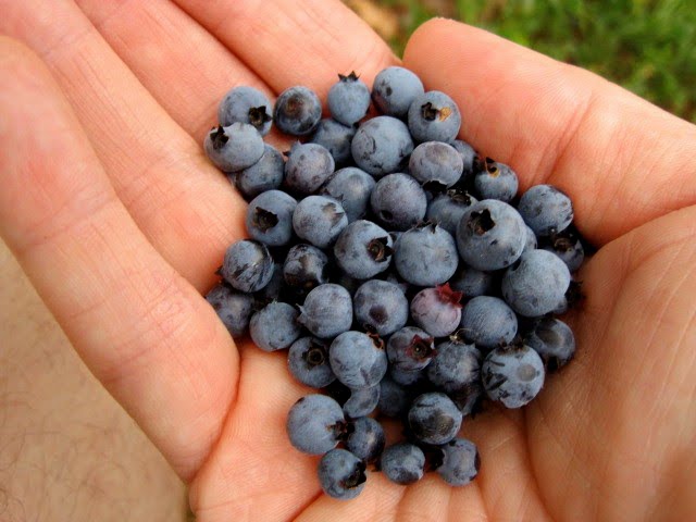 Wild Blueberries at Lake Minnewaska NY