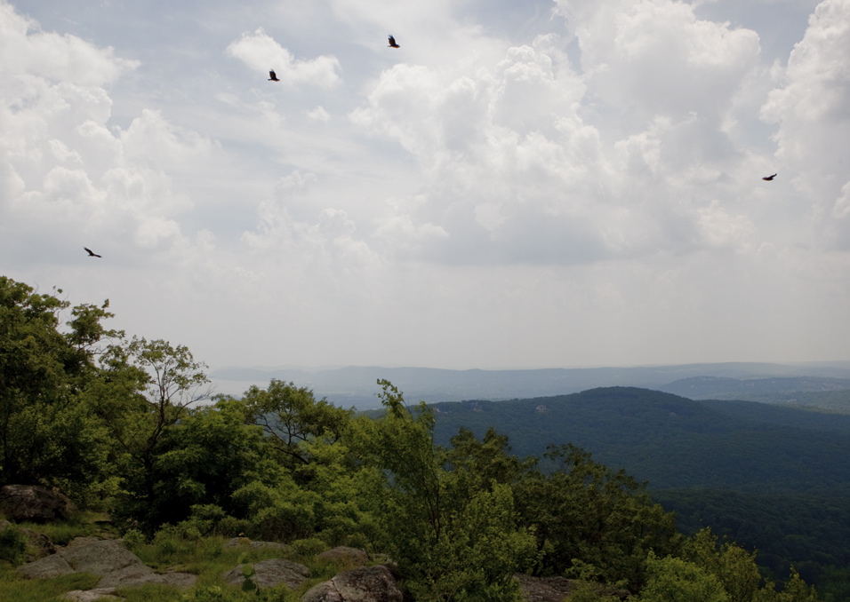 Vultures circling at Harriman State Park