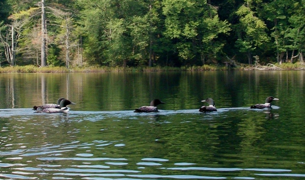 St. Regis Canoe Area loons