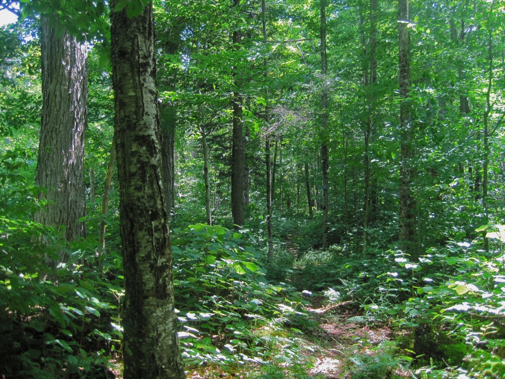 Raymond Brook Ski Trail