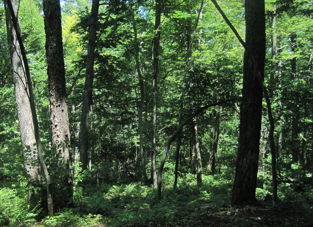 Glades on Raymond Brook Trail