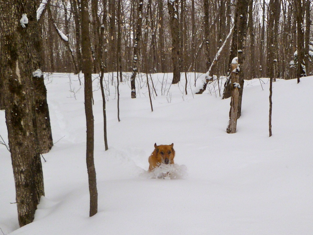 Deep-Snow-Short-Dog