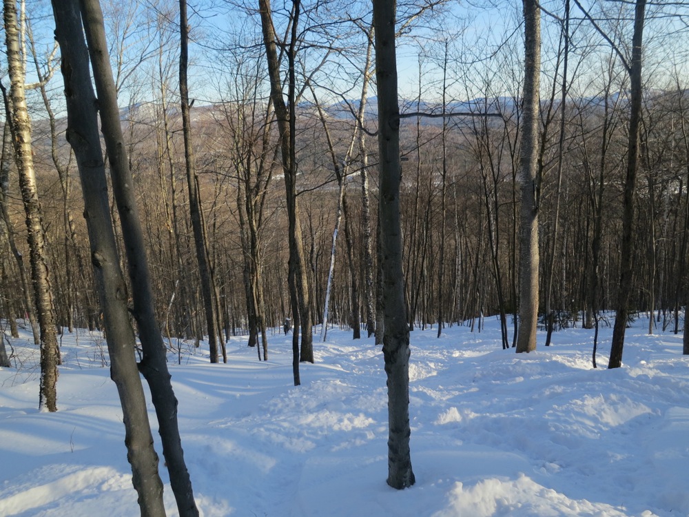 Fresh snow in the trees