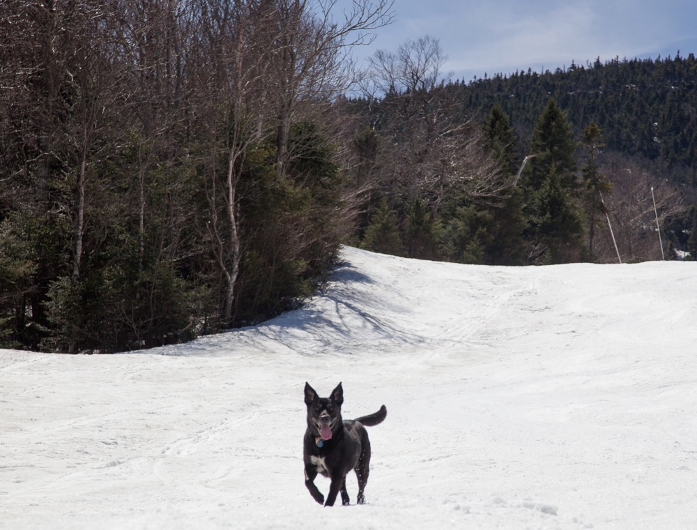 Mansfield-Dog