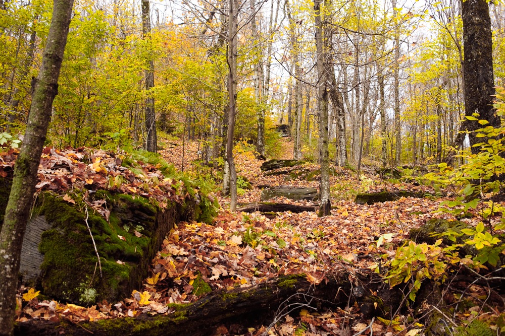 new Plattekill tree line