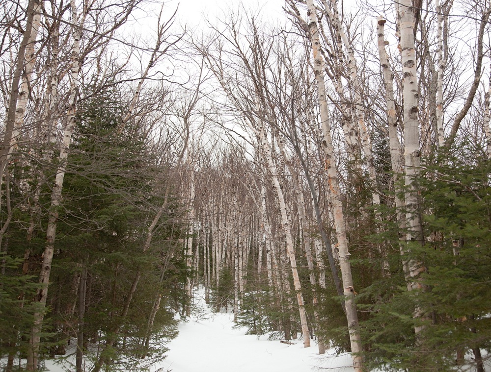 Wright Peak Ski Trail