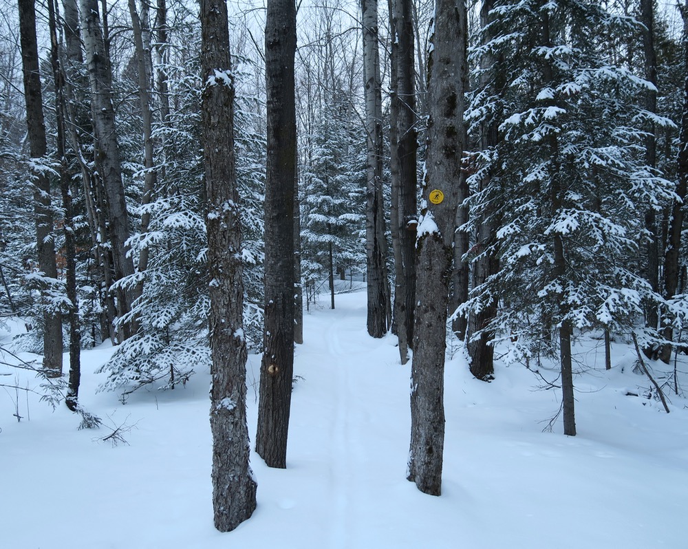 skiing in the woods