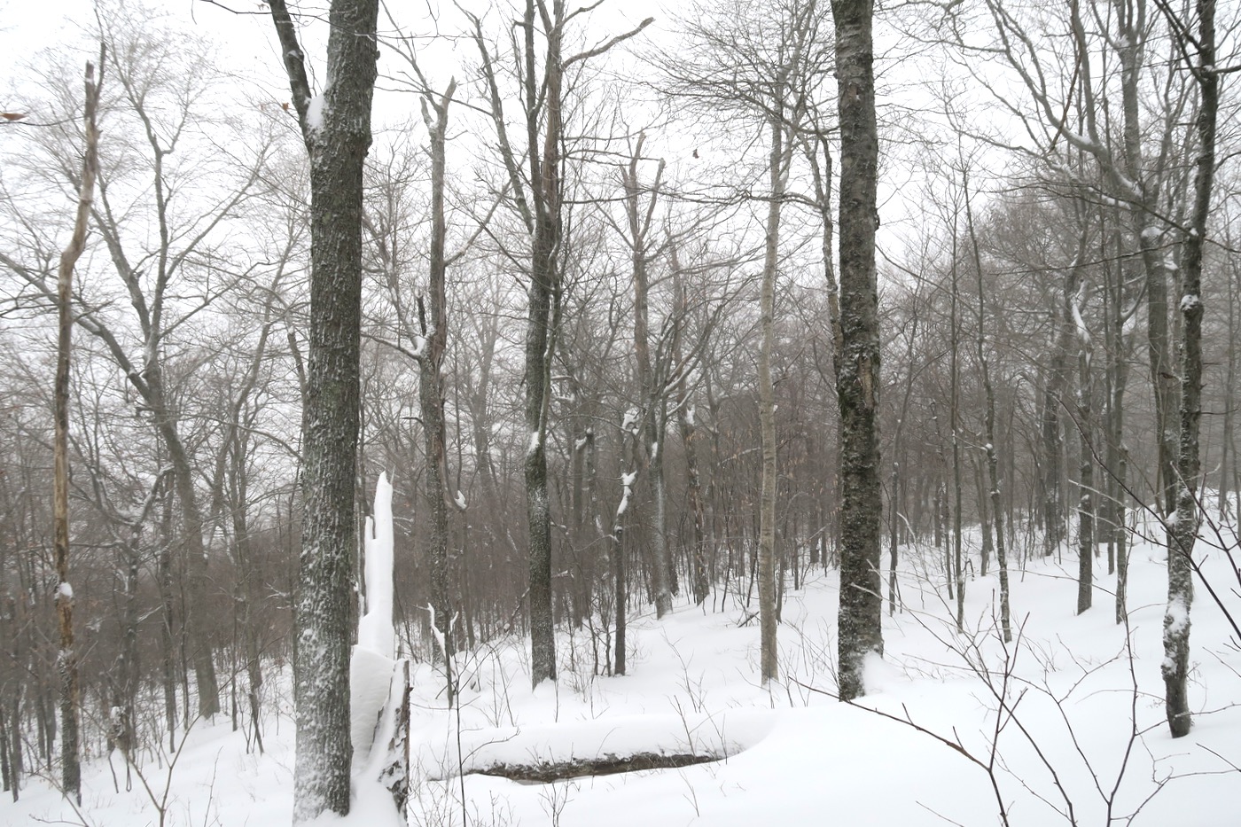 trees in play on opening day