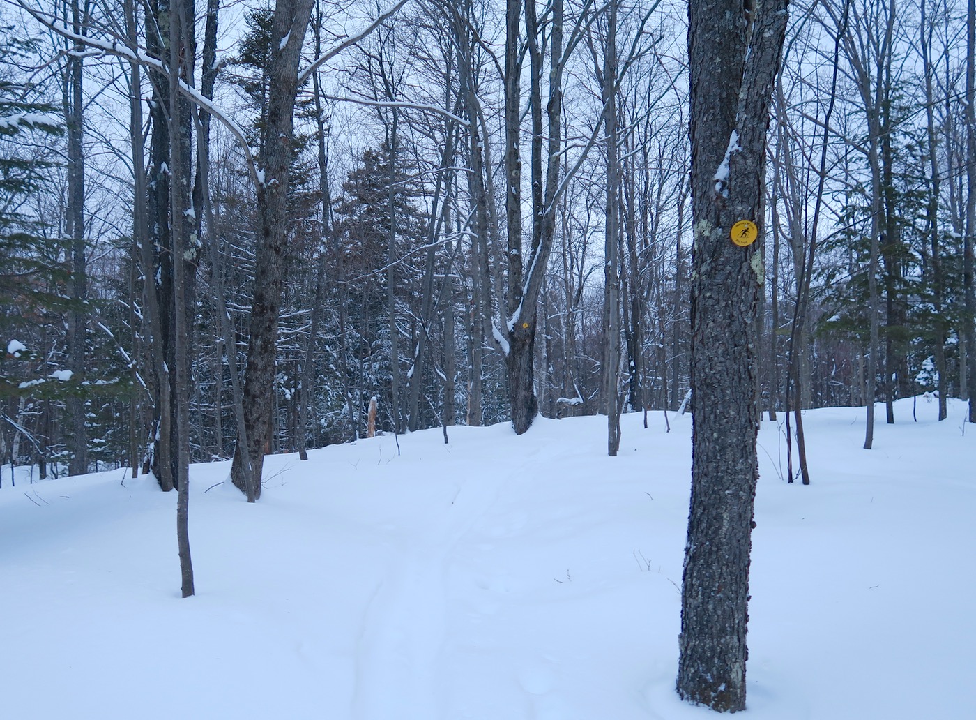 skiing in the woods