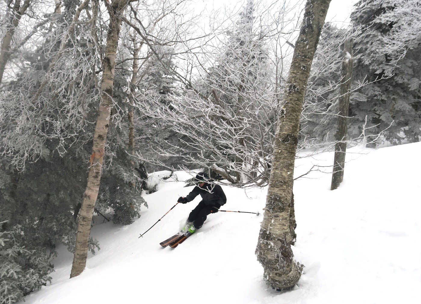 tree skiing