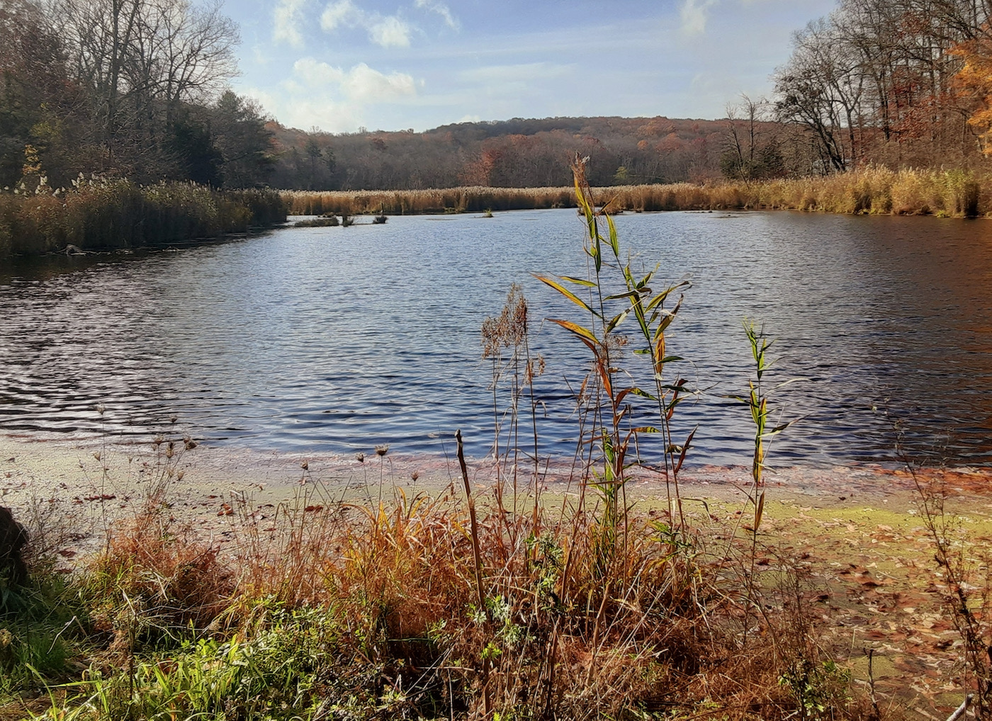 small pond in Sterling Forest