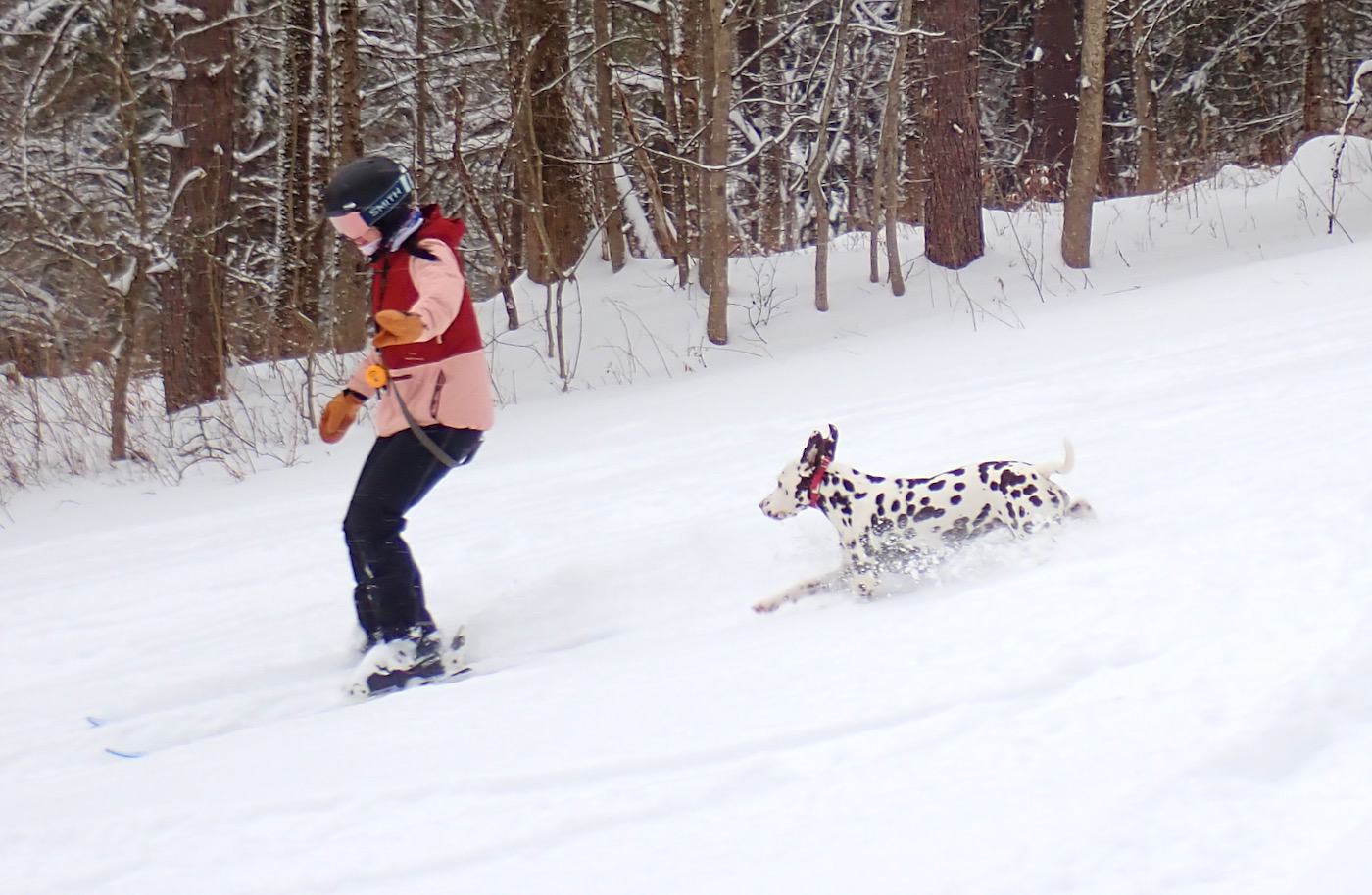 Hari Anjing di Musim Dingin • NYSkiBlog