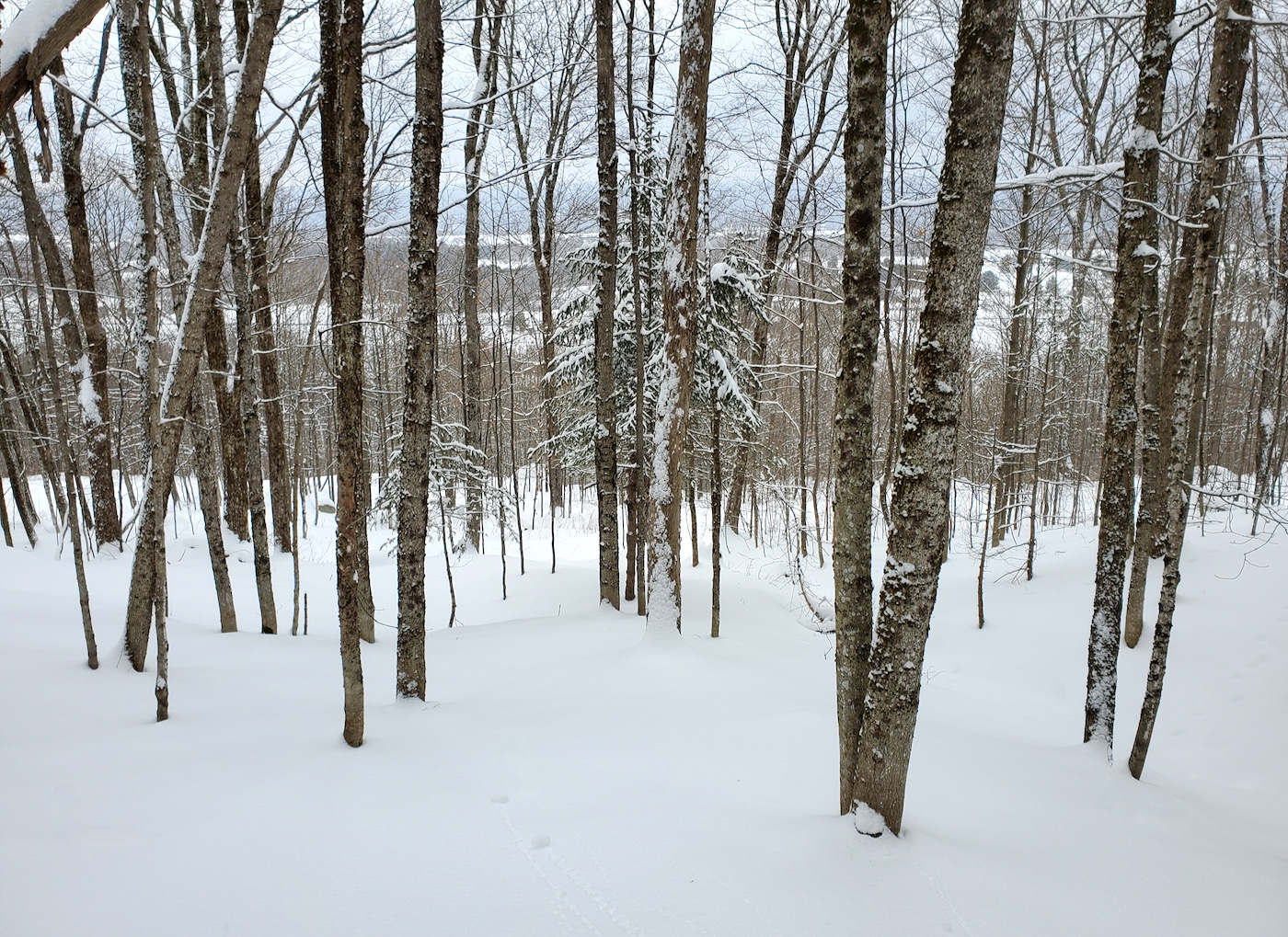 Snow Ridge trees