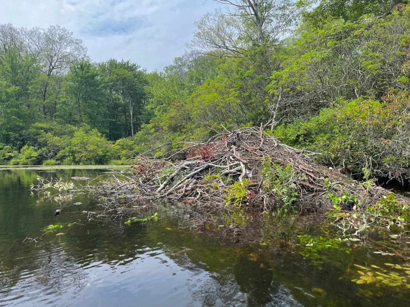 Lake Welch beaver house