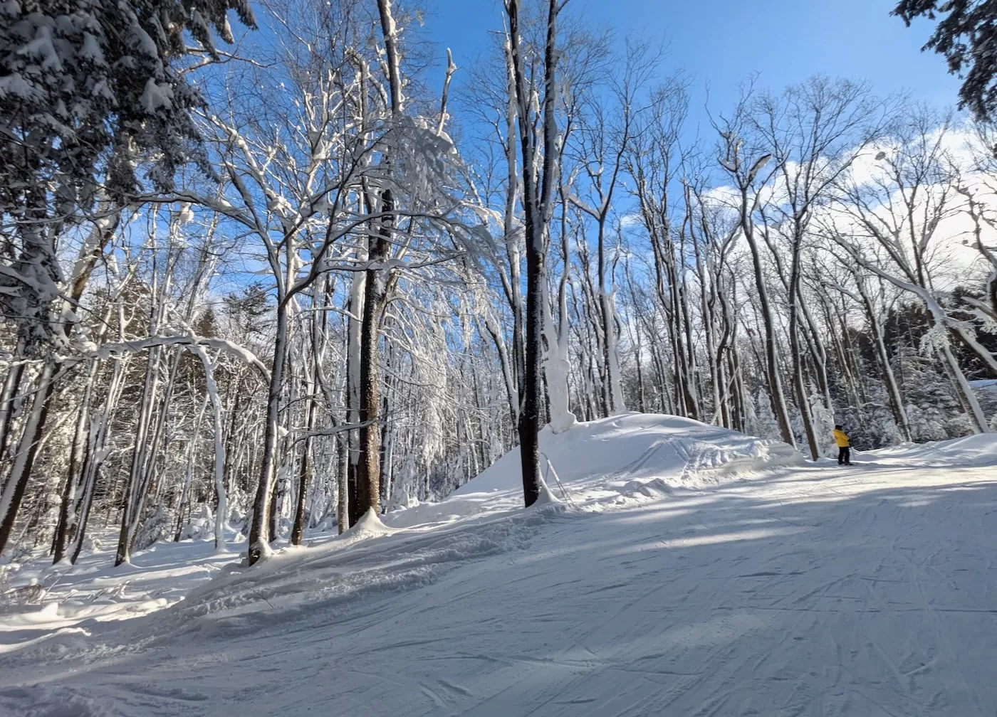 Tannenbaum trees