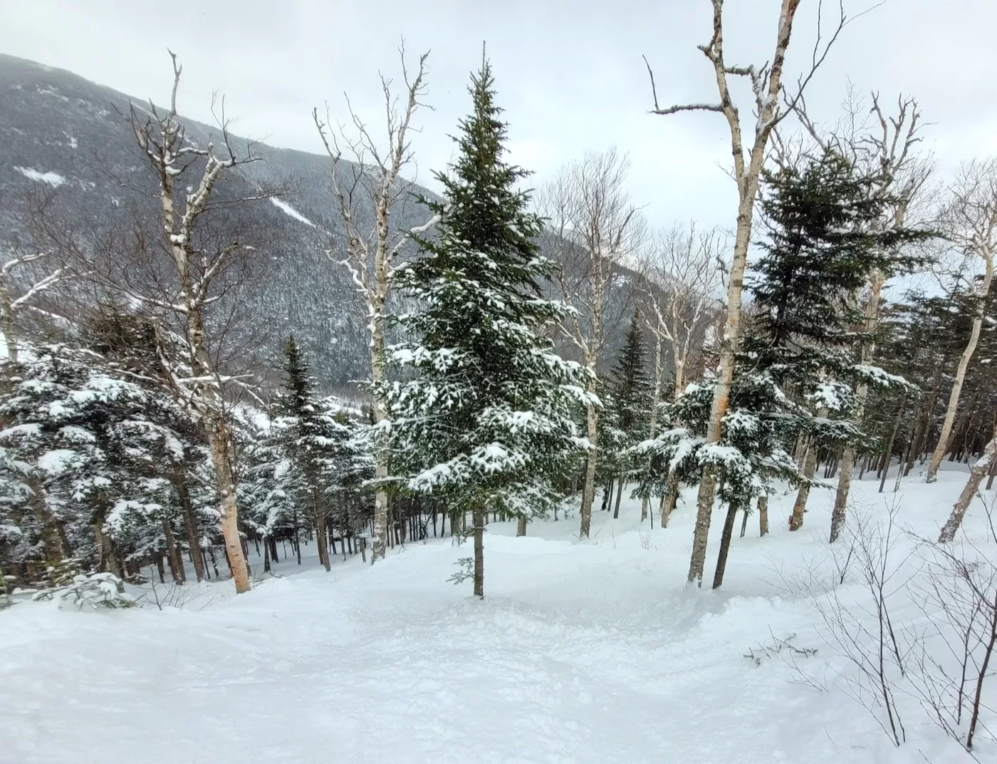 Entrance to Slide View Glade